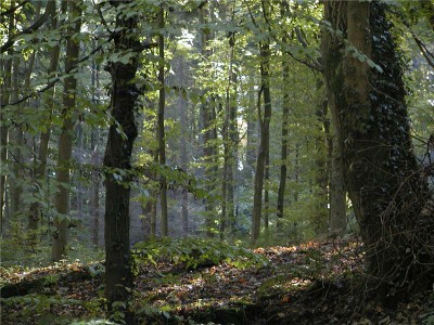 Woodland Trust - woods